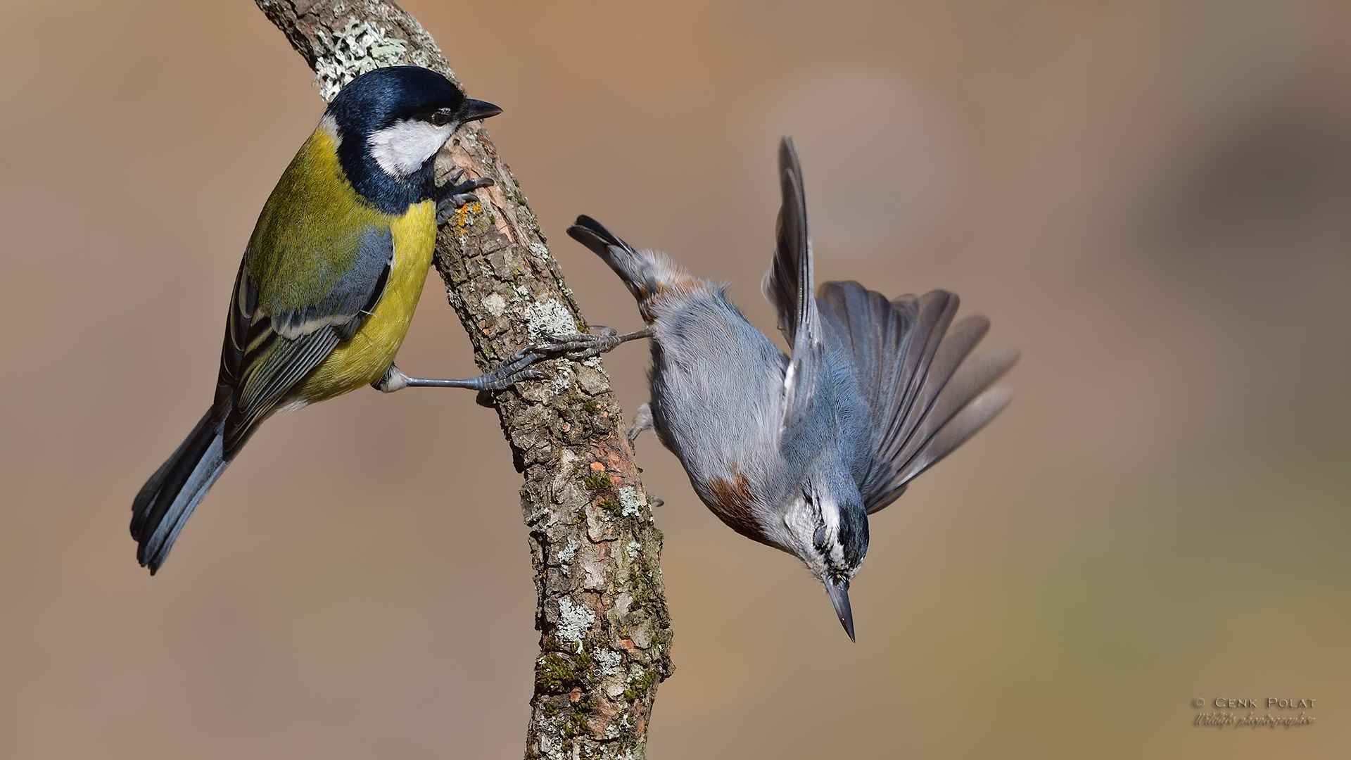 Krüper's Nuthatch
